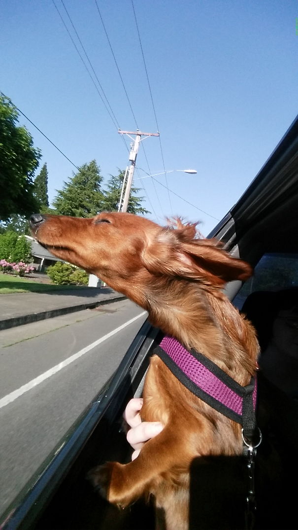 Cleo Loves The Wind In Her Ears!