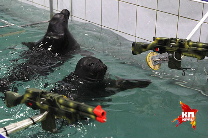 Russian Seals Commemorate Victory Day With A Unique Performance