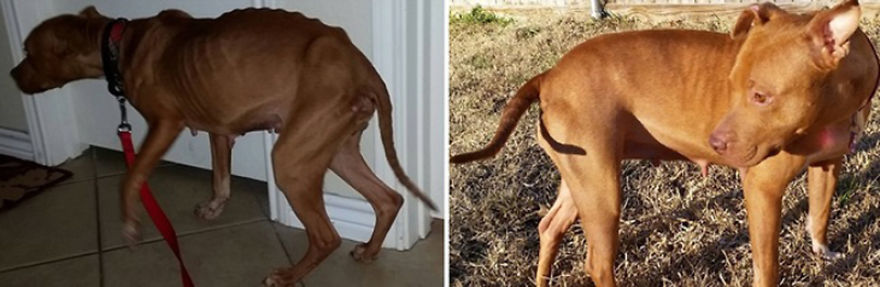 40 Pictures Of Rescue Animal Transformations Before And After