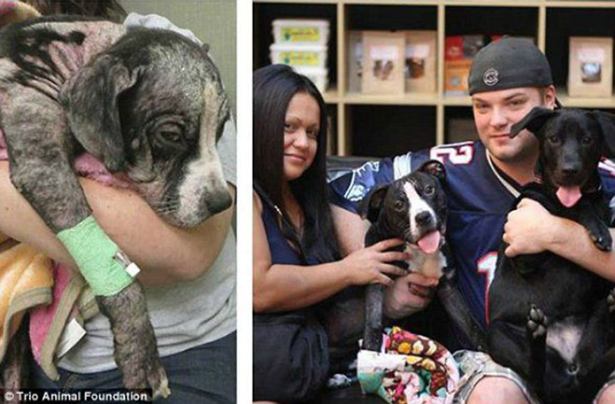 40 Pictures Of Rescue Animal Transformations Before And After