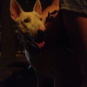 anemaripetrescu avatar