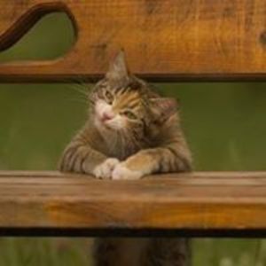 pippin_humphrey avatar