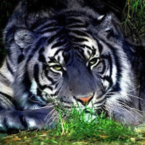 starletferocity avatar