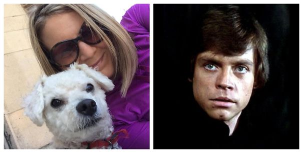 These Yoda And Luke Skywalker Dogs At Paws Rescue Need Homes