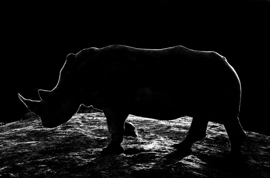 Animal Outlines: My Black And White Photos Of Animal Silhouettes