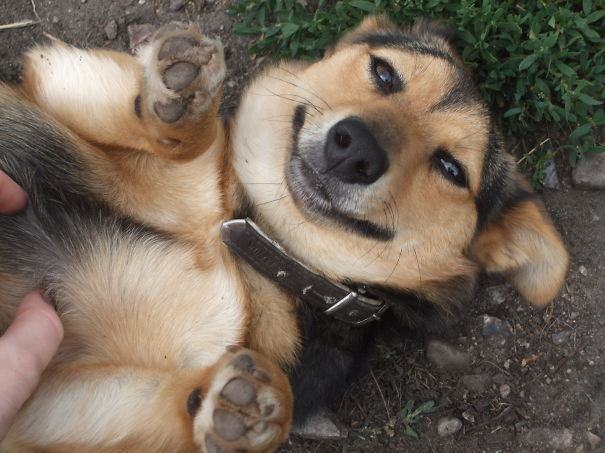 Lilly From An Animal Shelter In Germany ( Tierheim Laage) Smiles When You Rub Her Belly