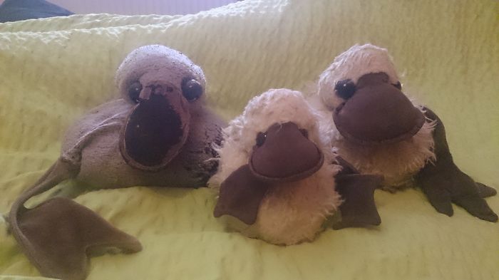 My 29year Old Duck"gagga" From "gack-gack"and His Family (he Used To Look Like Them)
