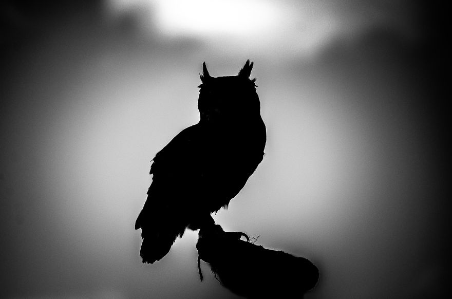 silhouette photography animals