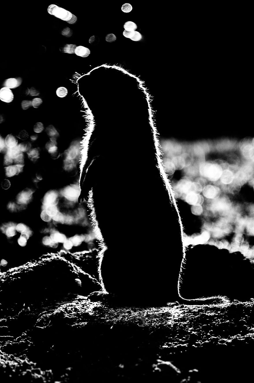 Animal Outlines: My Black And White Photos Of Animal Silhouettes