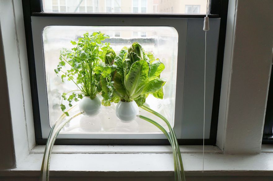 My Window Greenhouse Grows Fresh Vegetables All Year Long