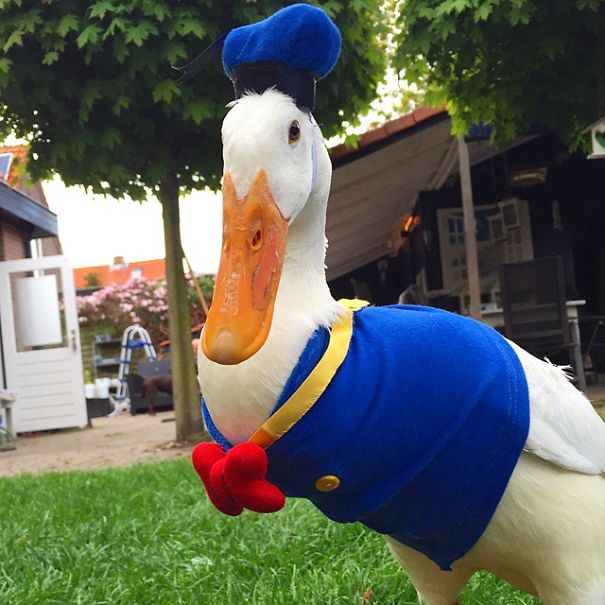 The Real Donald Duck