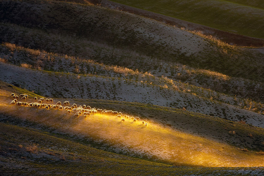 Sheep In Tuscan Fields In Italy