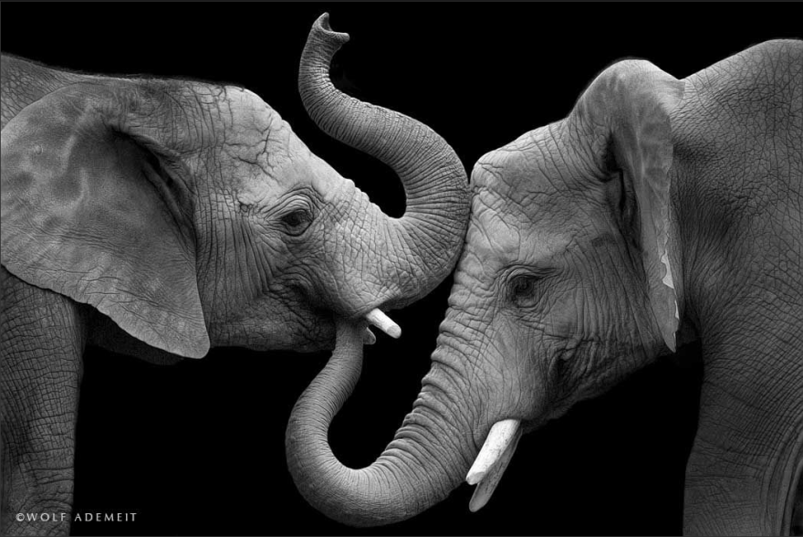 Elephant-Love-5__880.png