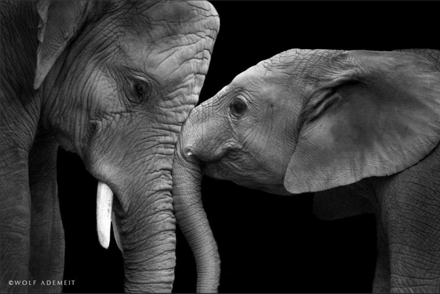 Elephant Love: Photographer Shows The Emotional Side Of Giants