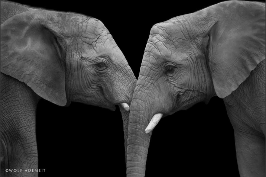 Elephant Love: Photographer Shows The Emotional Side Of Giants