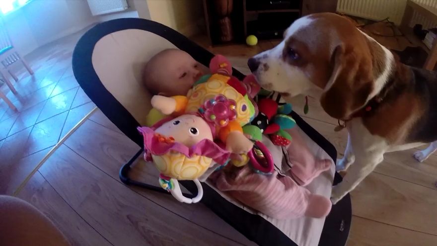 Guilty Dog Apologizes Baby For Stealing Her Toy:it Is Never Too Late For Apologize For Friends