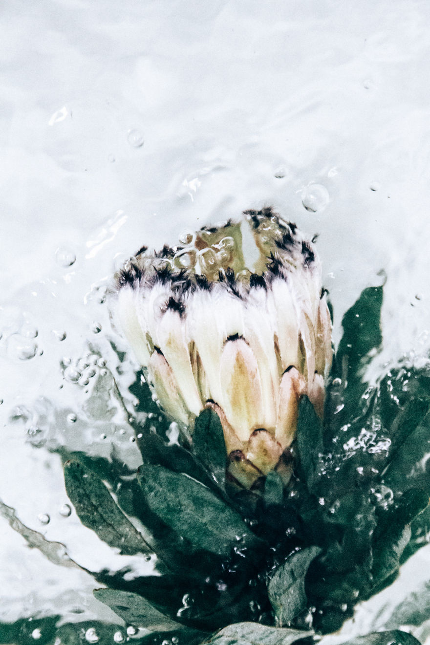 Flotsam: Flower Portraits Captured Underwater
