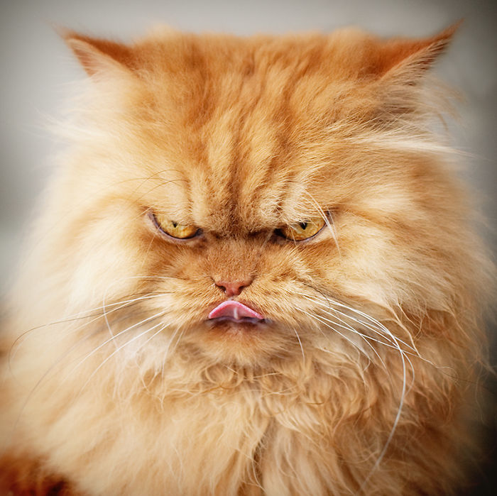 Garfi, The World’s Angriest Pussy