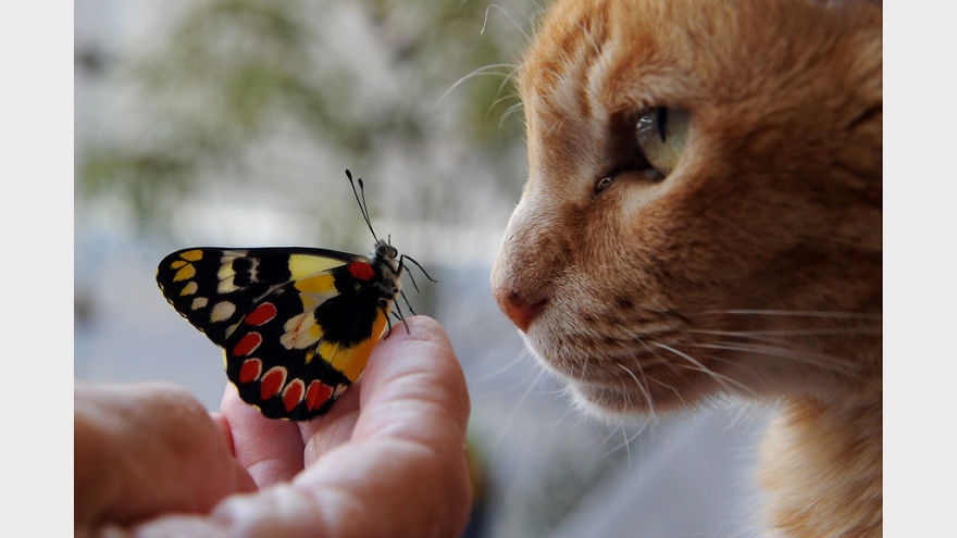 George With A Red Spotted Jezebel Butterfly