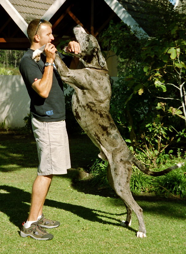 Deedle The Great Dane. Always Loving And Playful.