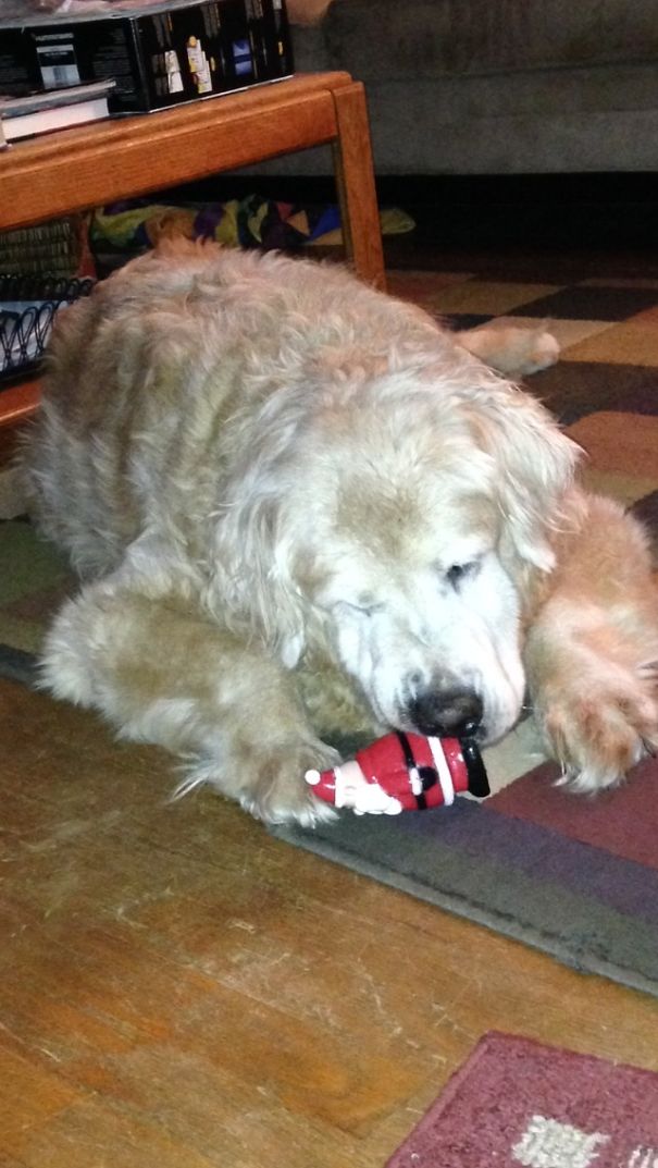 Big Dog Playing With Little Toys :) My 135lb Golden Named Bear