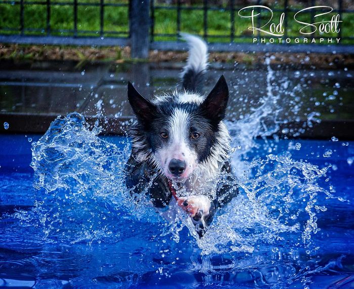 I Photograph My Young Border Collie Playing In The Water
