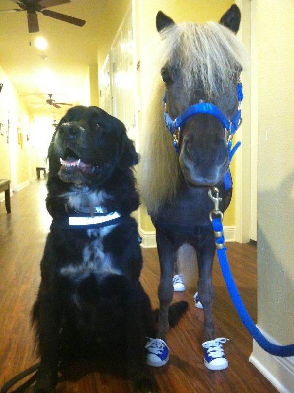 Scooby Boo The Mini Horse And Bear The Newfie Visiting Elderly