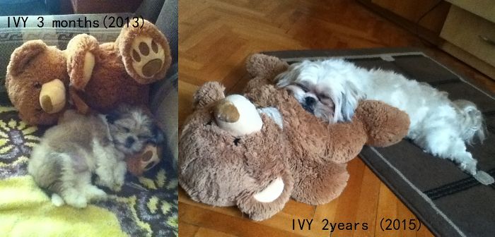 My Little Shih-tzu ,ivy And Her Best Friend - The Teddy Bear