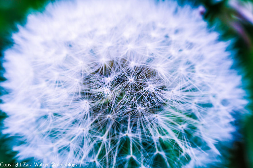 Make A Wish On These Pretty Dandelions...