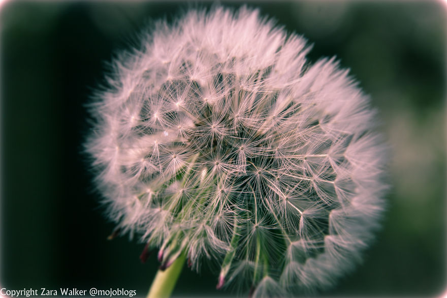 Make A Wish On These Pretty Dandelions...