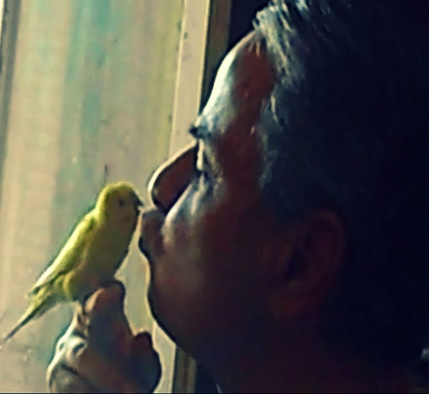 The Bird Whisperer - The Tale Of My Father And Our Two Parakeets Coconut And Scarlett