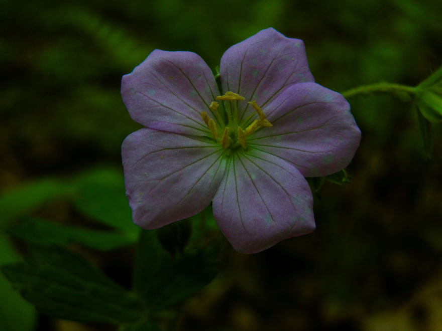 Really Cool Flower Photos By 12 Year Old Photographer (me!!)