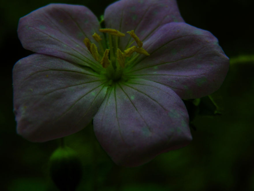 Really Cool Flower Photos By 12 Year Old Photographer (me!!)