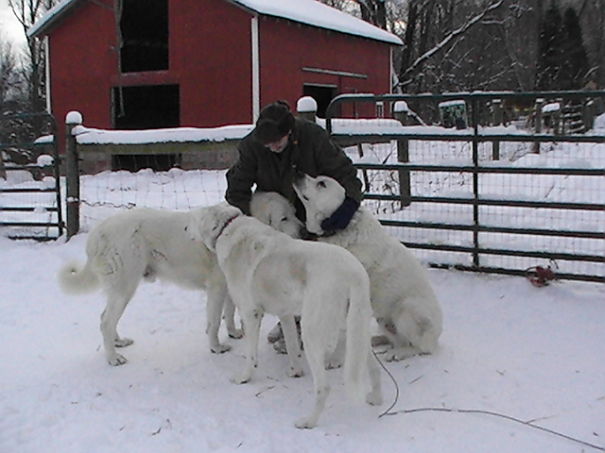 My Wonderful Livestock Guardian Dogs Louie, Tiberius, And Cuchulain