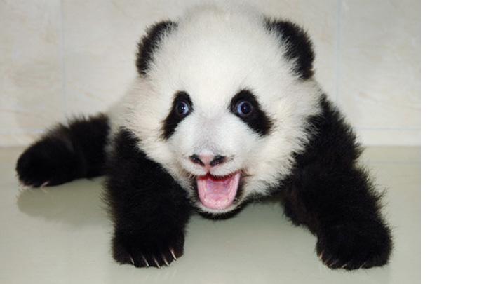 "am I Astonished?"--asked By My Panda