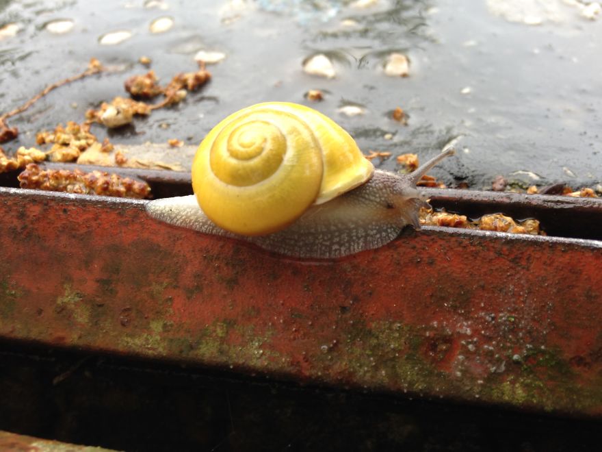 Snail In The Rain