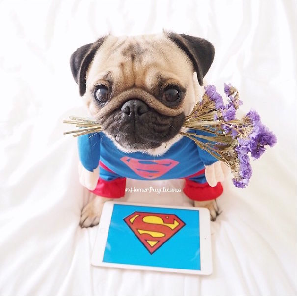 Cute Pets Turned Into Superheroes To Celebrate The Avengers Age Of Ultron Release