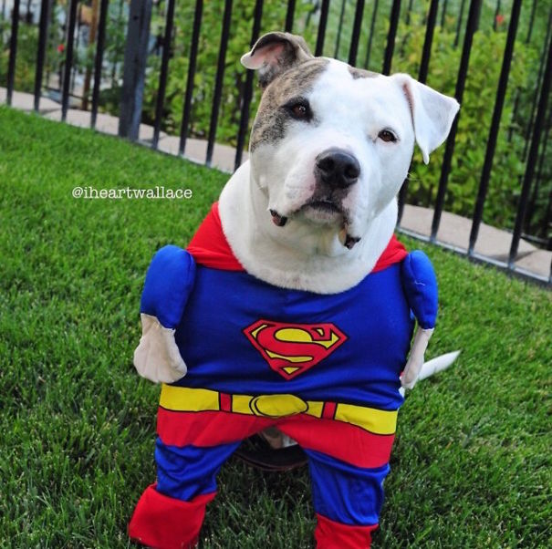 Cute Pets Turned Into Superheroes To Celebrate The Avengers Age Of Ultron Release