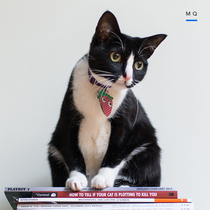 Meow Quarterly: A New Website Featuring Exclusive Pics Of Internet Famous Cats & Their Owners