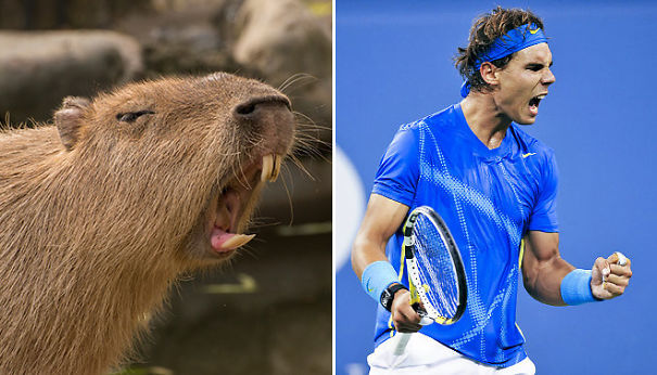 Capybara And Rafael Nadal