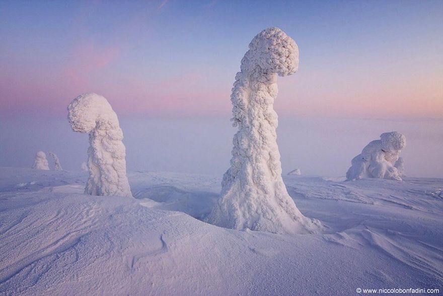 Sentinels Of The Artic, Finland.