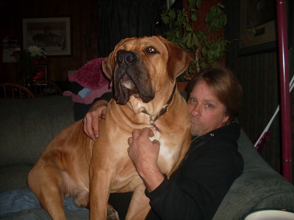 He Still Thinks He Can Be A Lap Dog At 179lbs