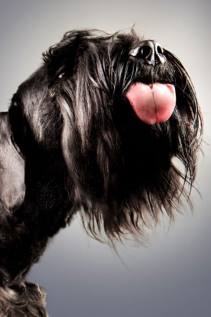 Licktastic Dog Portraits To Encourage Using Therapy Dogs For Children