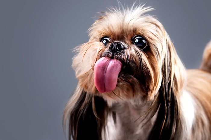 Licktastic Dog Portraits To Encourage Using Therapy Dogs For Children