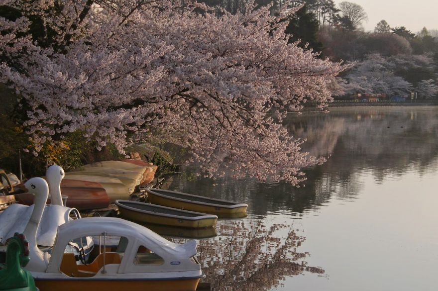 Images Of Spring From Morioka And Ushiku, Japan