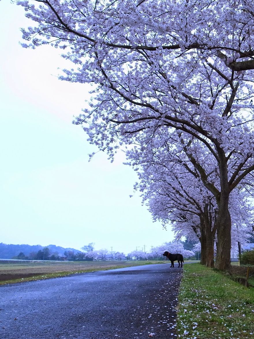 Images Of Spring From Morioka And Ushiku, Japan