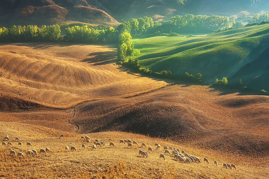 Sheep In Tuscan Fields In Italy