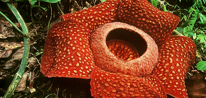 Bengkulu: Bukit Daun’s Rafflesia Arnoldi