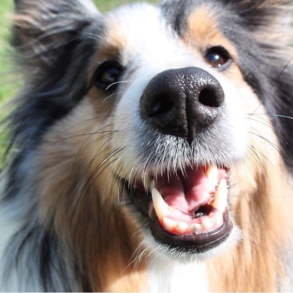 These Adorable Dogs Are Smiling For National Smile Month!