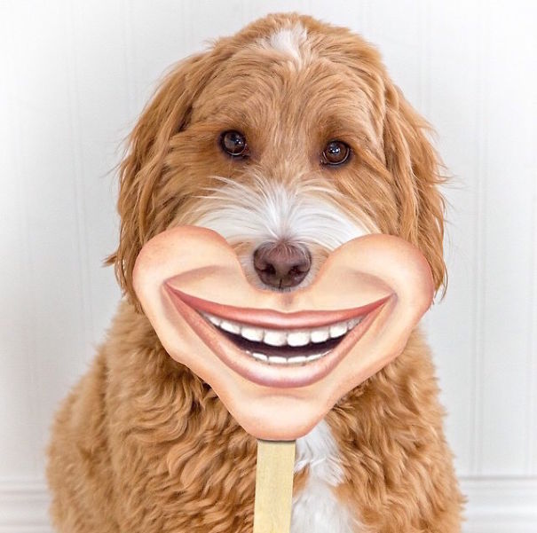 These Adorable Dogs Are Smiling For National Smile Month!